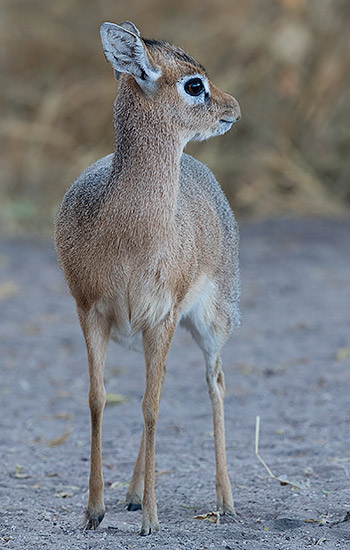 Damara Dikdik young female